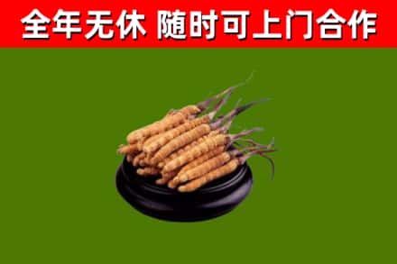 芒市烟酒回收冬虫夏草.jpg