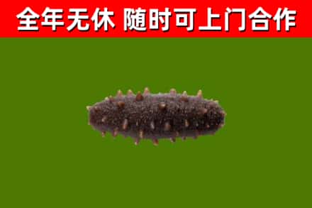 芒市烟酒回收干海参.jpg